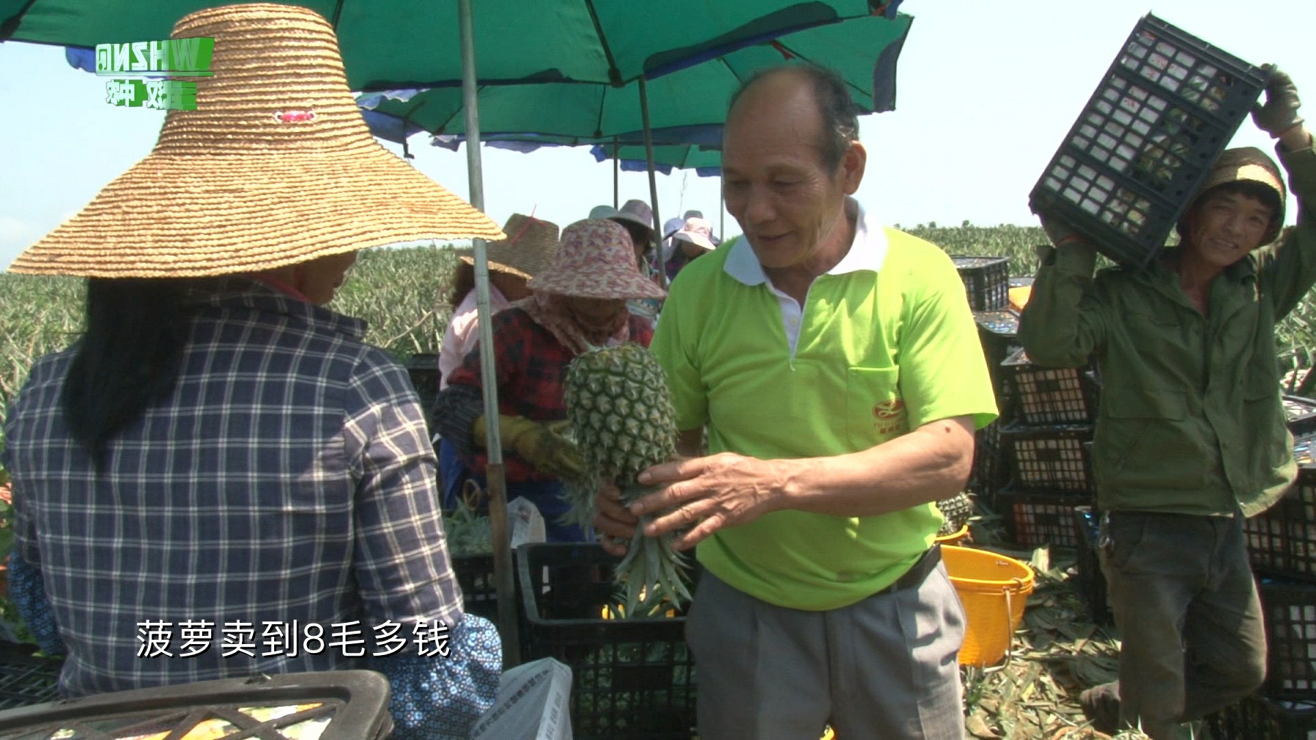 芬王菠蘿肥效采訪(fǎng)